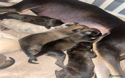 Mixed Breed dogs for sale: Stunning saluki greyhound puppies.  - Advert 19