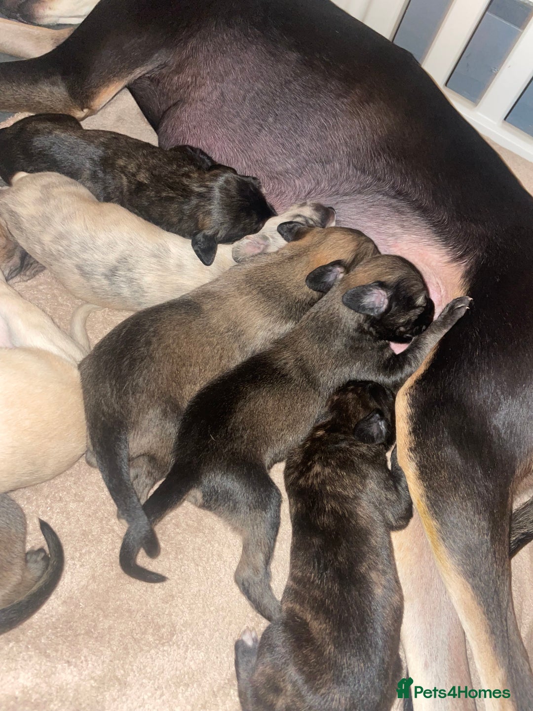 Mixed Breed dogs for sale: Stunning saluki greyhound puppies.  - Advert 19