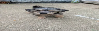 Jackapoo 2