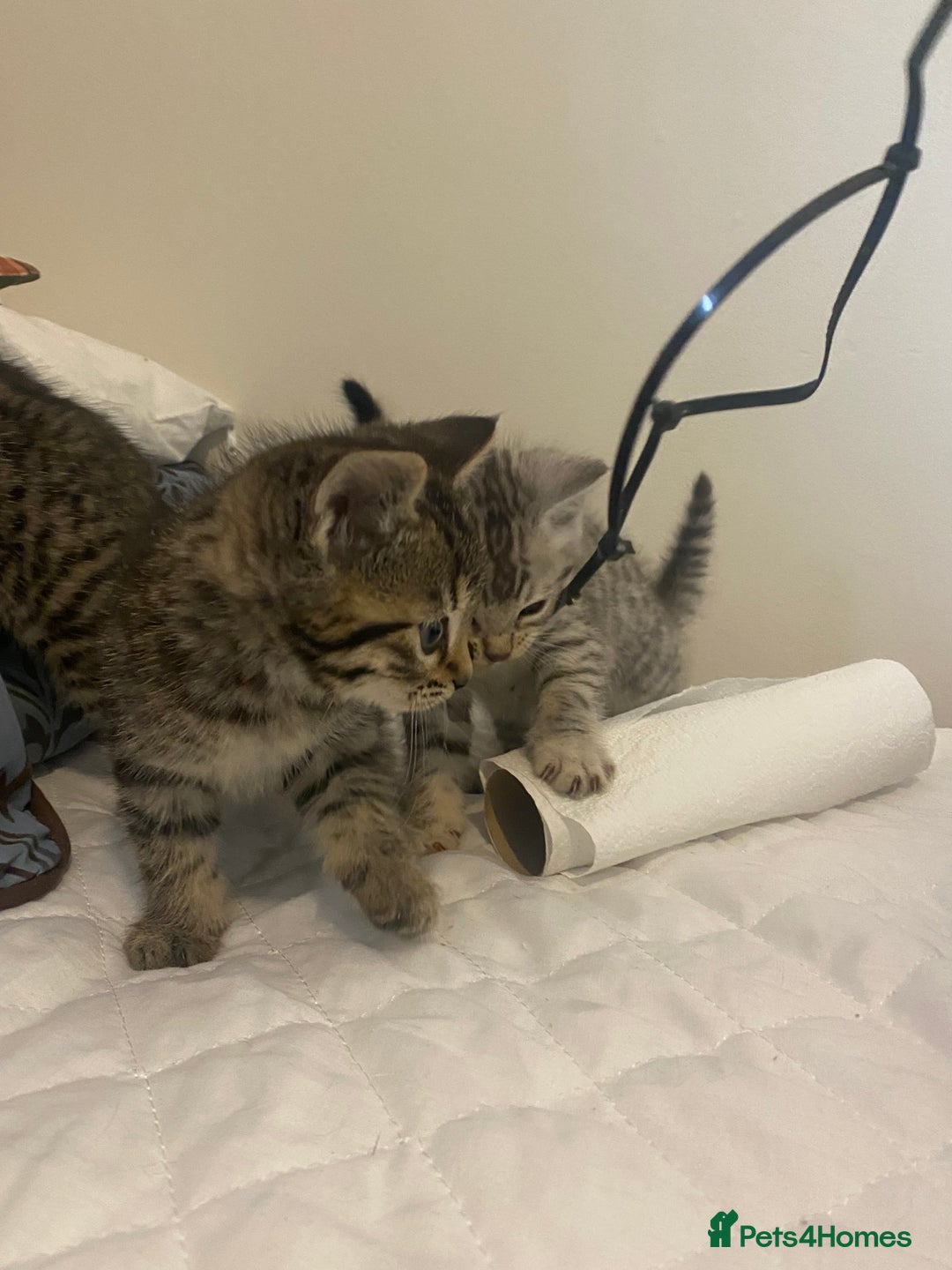 Mixed Breed cats for sale: Ragdol x bengal  - Advert 14