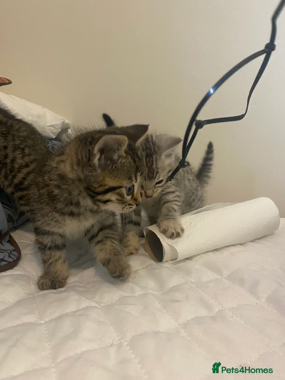 Mixed Breed cats for sale: Ragdol x bengal 2 left  - Advert 14