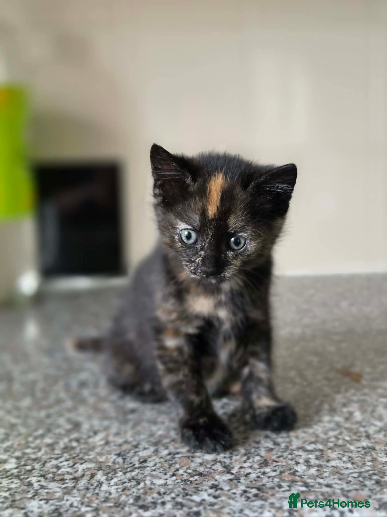 Mixed Breed cats Ragamuffin X ragdoll - Advert 12