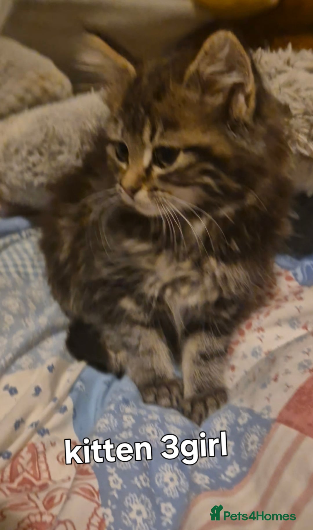 Maine Coon cats for sale: Maine coon kittens  - Advert 8