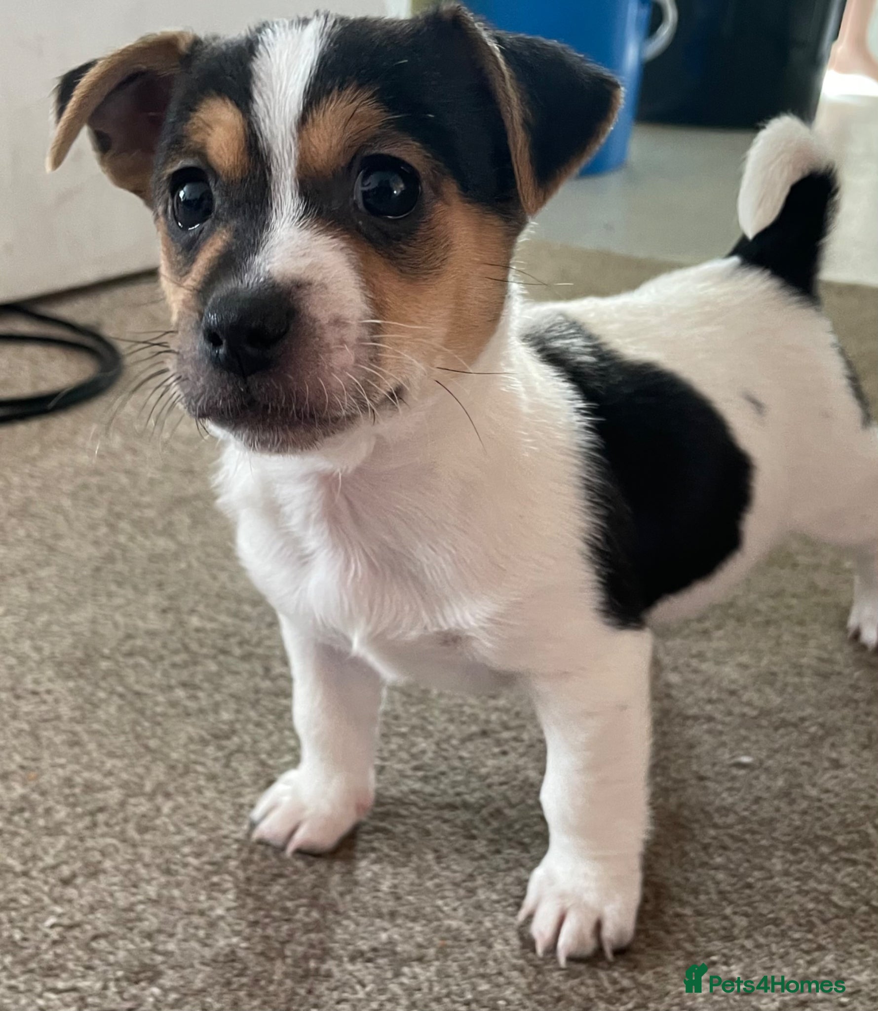 Jack Russell dogs Jack Russell  - Advert 1