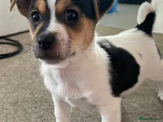 Jack Russell dogs Jack Russell - Advert 1