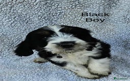 Cocker Spaniel dogs for sale: Cocker spaniel  - Image 8
