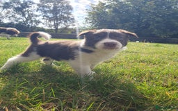 Border Collie dogs for sale: Beautiful farmhome bred Red and white Collies - Image 19
