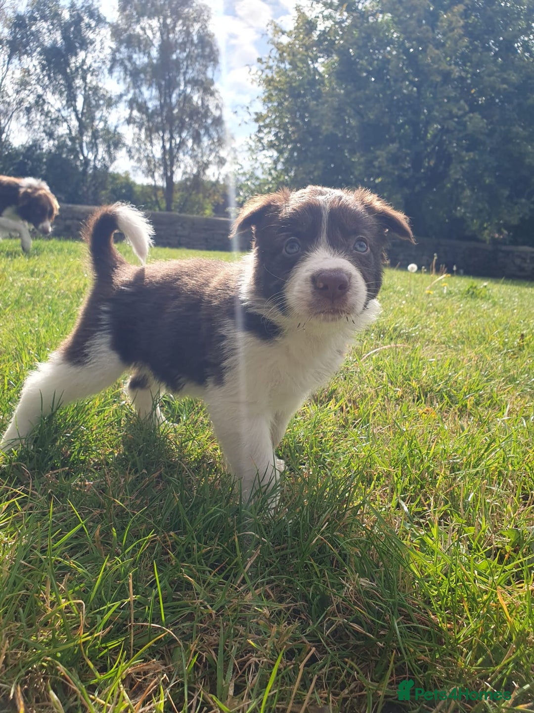 Border Collie dogs for sale: Beautiful farmhome bred Red and white Collies - Image 19