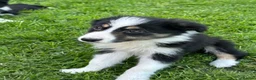 Border Collie dogs for sale: ISDS registered border collie puppies  - Advert 7