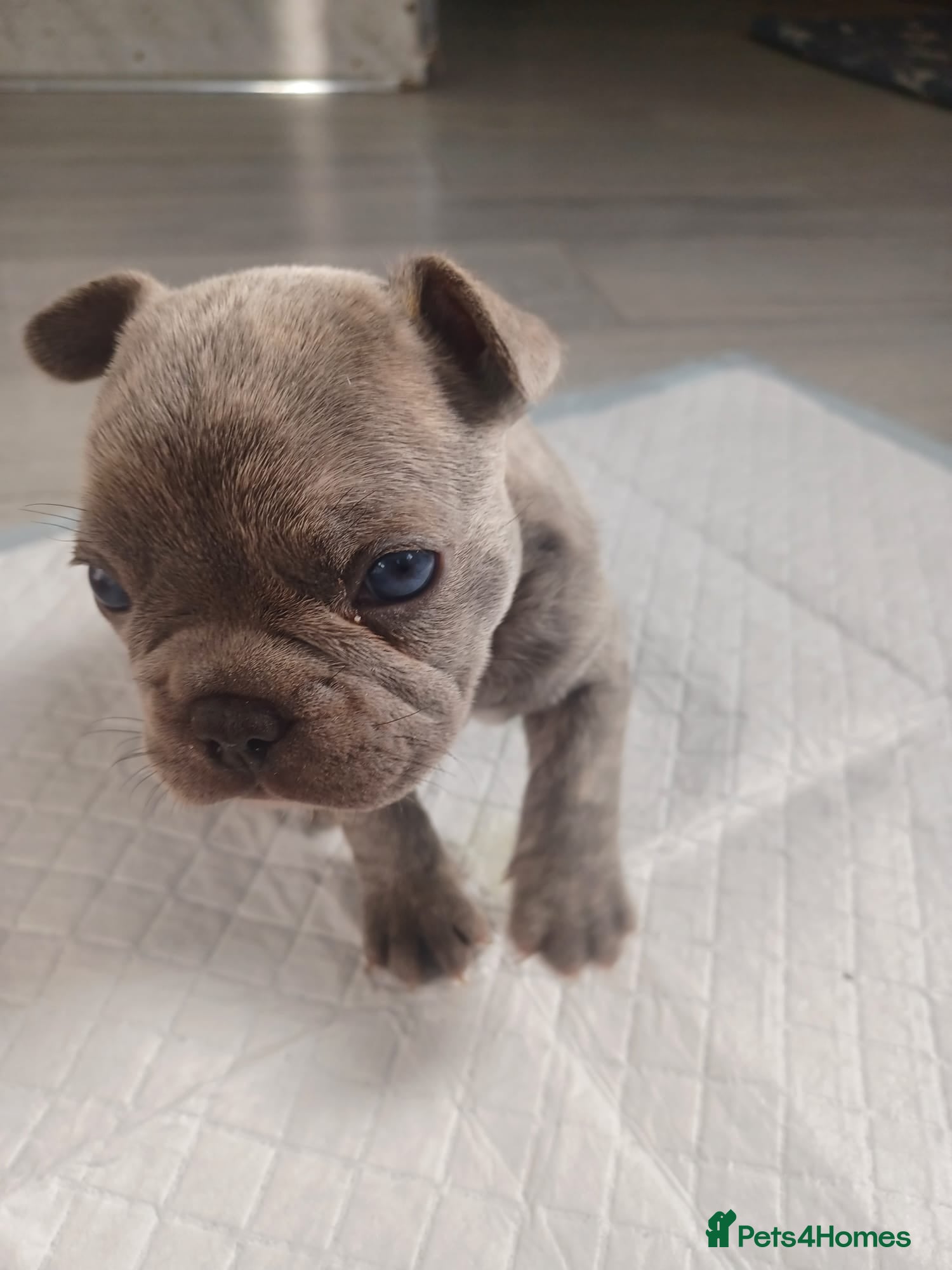 French Bulldog dogs Frenchis  - Advert 1