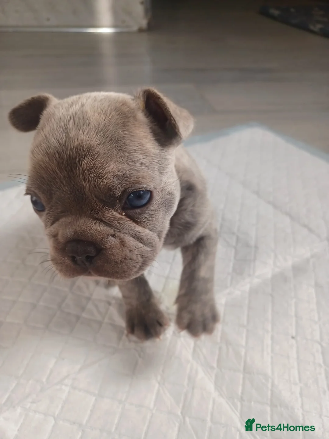 French Bulldog dogs for sale: Frenchis  - Advert 1