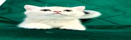 British Shorthair cats for sale: British girl  - Advert 2
