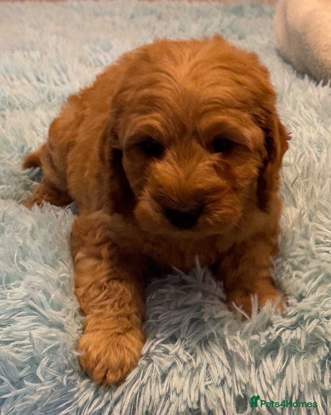 Cockapoo dogs for sale: Healthy Happy Stunning Cockapoo Puppies - Advert 6