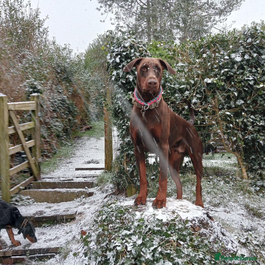 Dobermann dogs for sale: Dobermann puppies - Advert 10