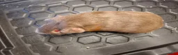 Guinea Pig rodents for sale: Male and female baby guinea pigs for sale - Advert 17