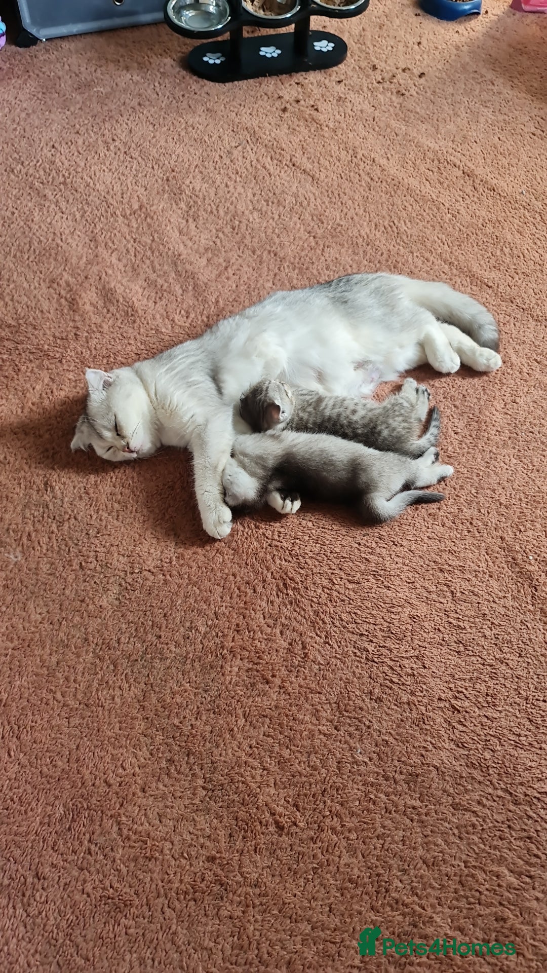 Scottish Fold cats for sale: Scotish fold kittens  - Image 19