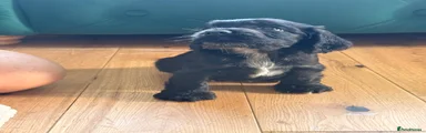 Cocker Spaniel 6
