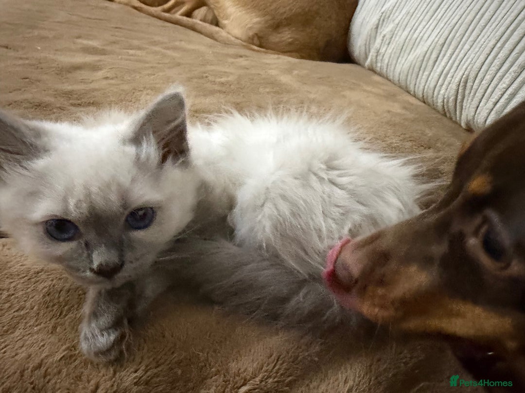 Ragdoll cats for sale: 3 Girl Ragdolls Available, Cute and fluffy!  - Advert 10