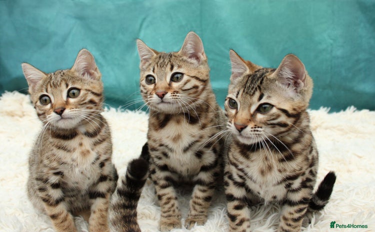 Bengal cats - Advert 2