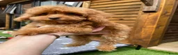 Cockapoo dogs for sale: Tiny Toy F1B Cockapoos. FULLY VAX’D! LAST 2 BOYS!! - Advert 23