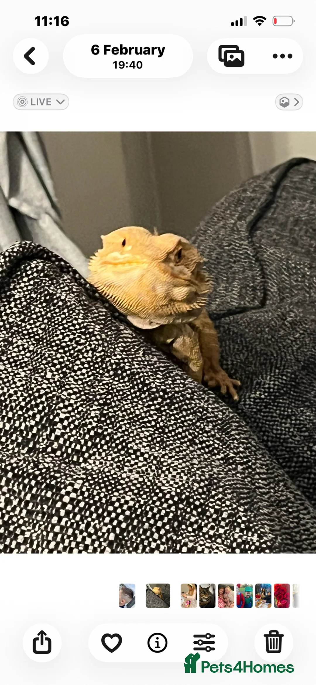 Bearded Dragon reptiles for sale: 3 year old bearded dragon  - Advert 1