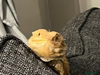 Bearded Dragon reptiles 3 year old bearded dragon - Advert 12