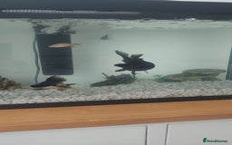 Fancy Goldfish fish for sale: black goldfish pair plus 1 X minnow 5 orange fish  - Image 3