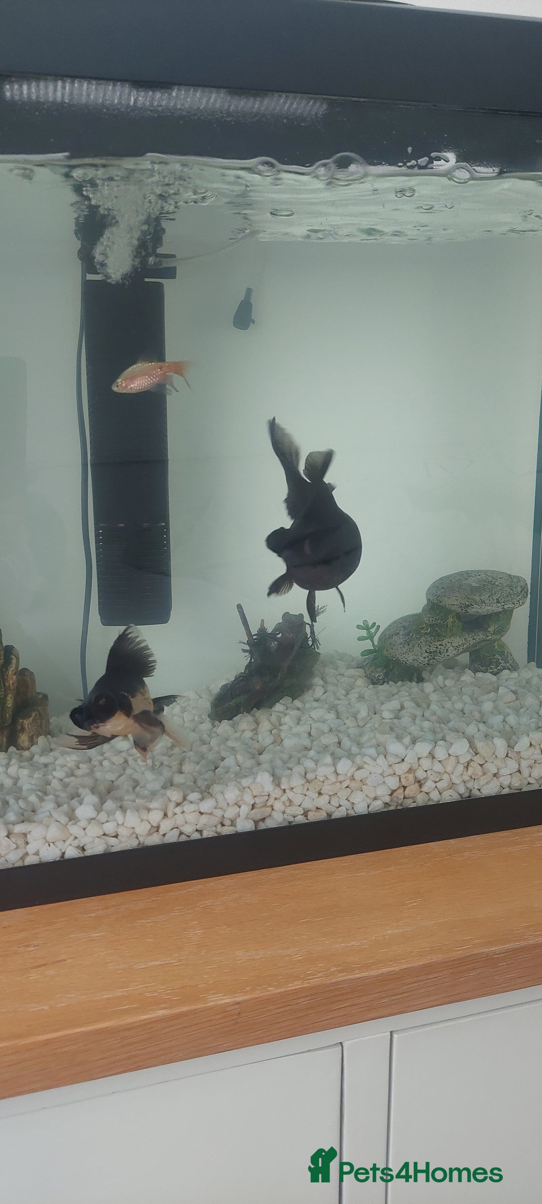 Fancy Goldfish fish for sale: black goldfish pair plus 1 X minnow 5 orange fish  - Image 3