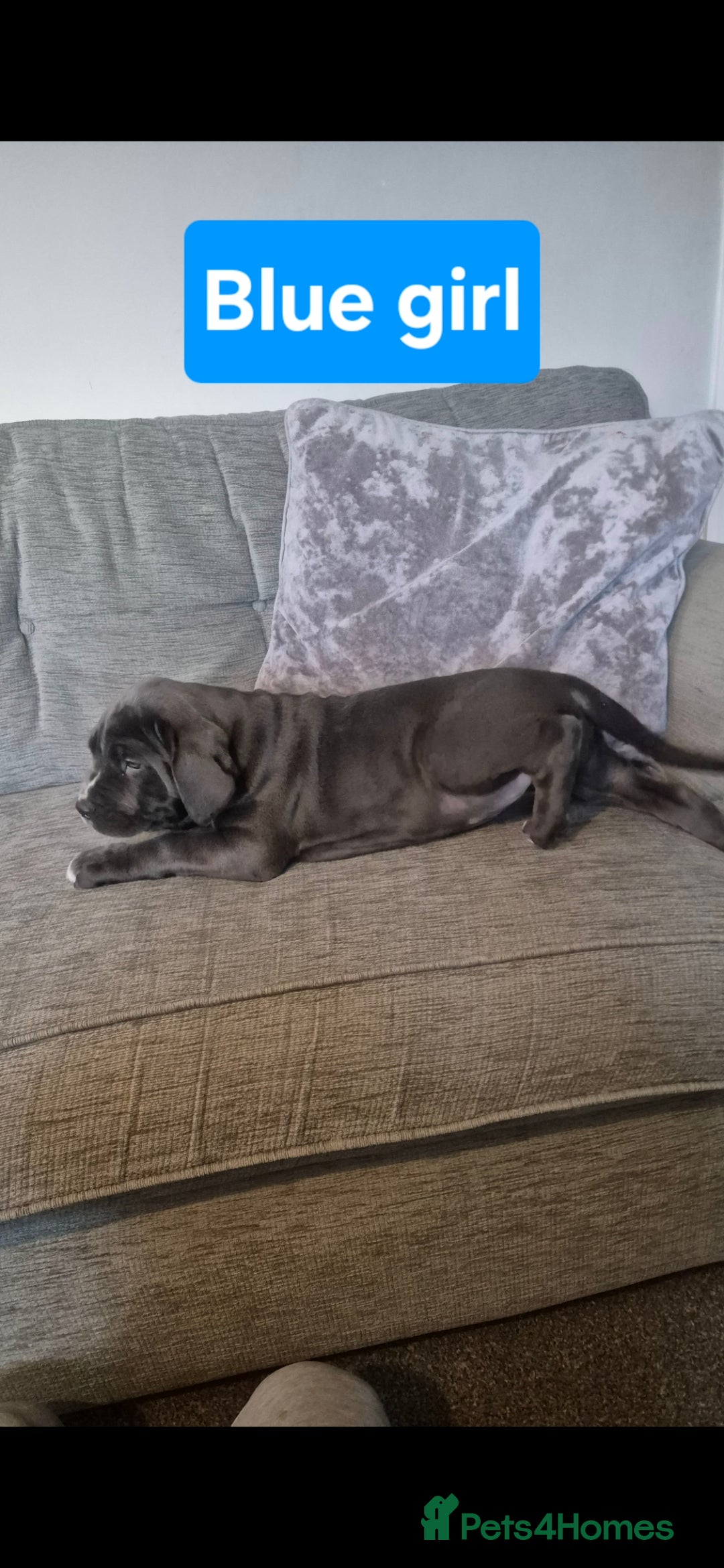 Cane Corso dogs for sale: Ready for new homes, cane corsos.  - Advert 20