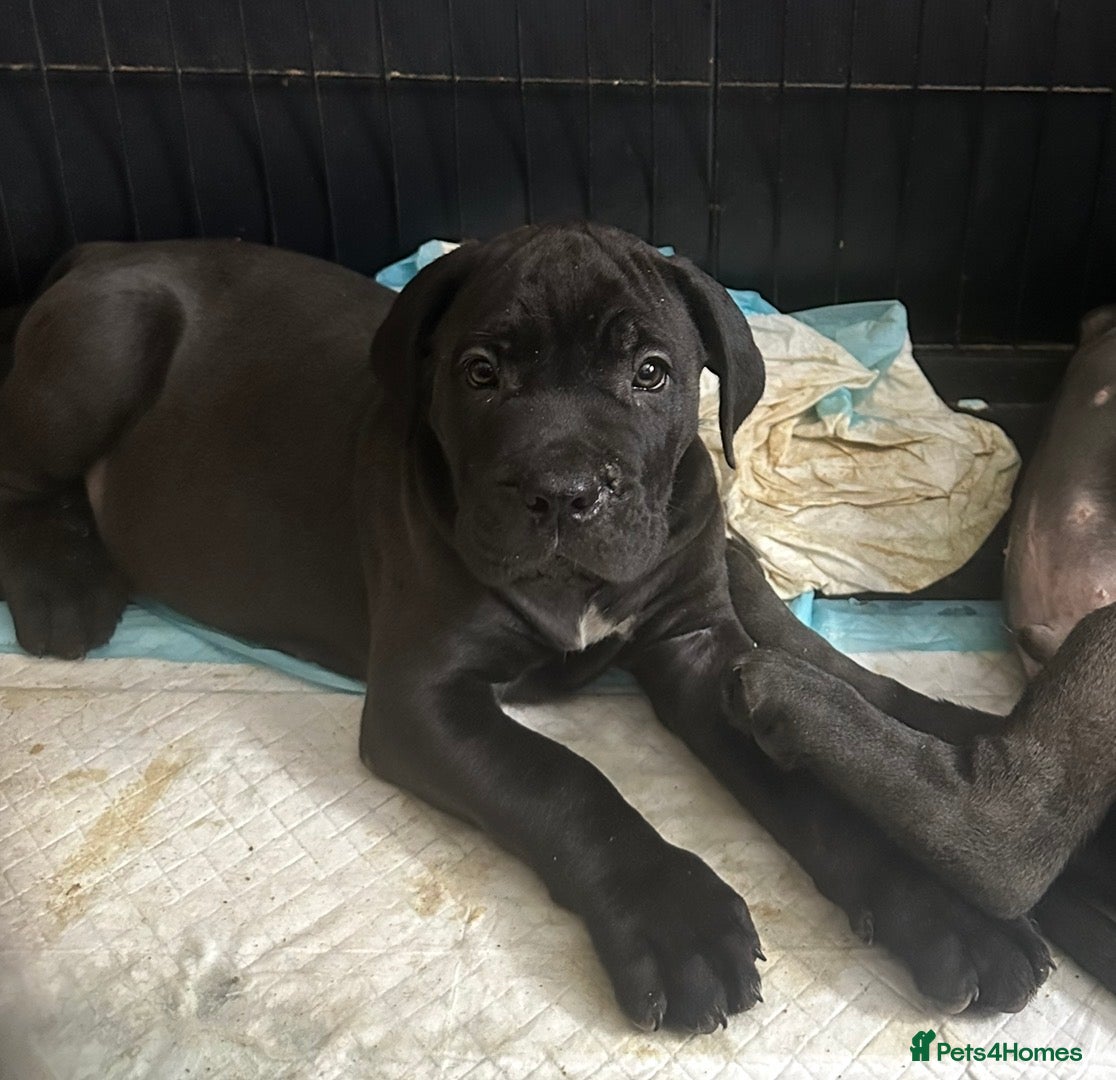 Cane Corso dogs Stunning pure cane corso puppies  - Advert 16