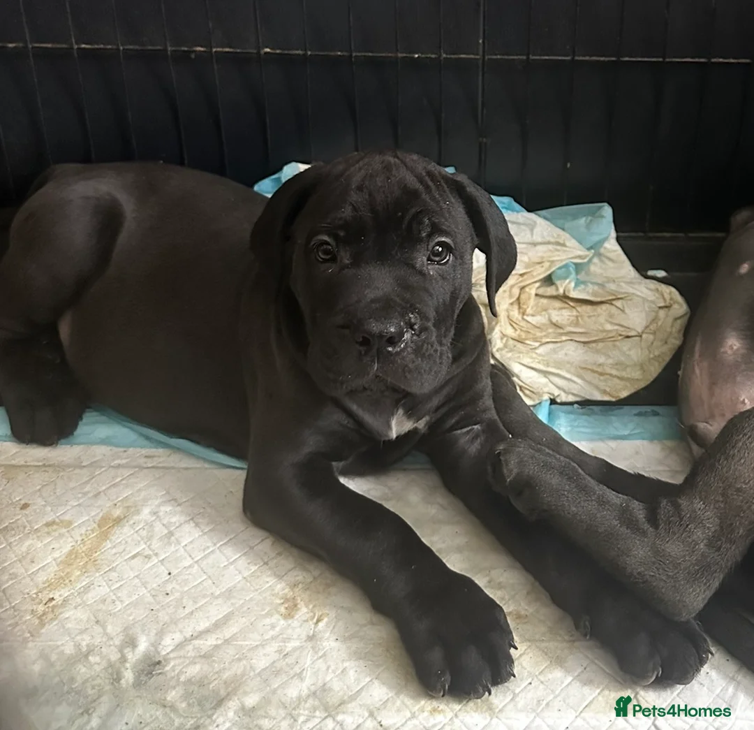 Cane Corso dogs for sale: Stunning pure cane corso puppies  - Advert 2