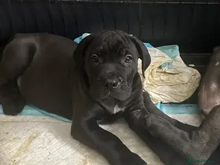Cane Corso dogs Stunning pure cane corso puppies - Advert 16
