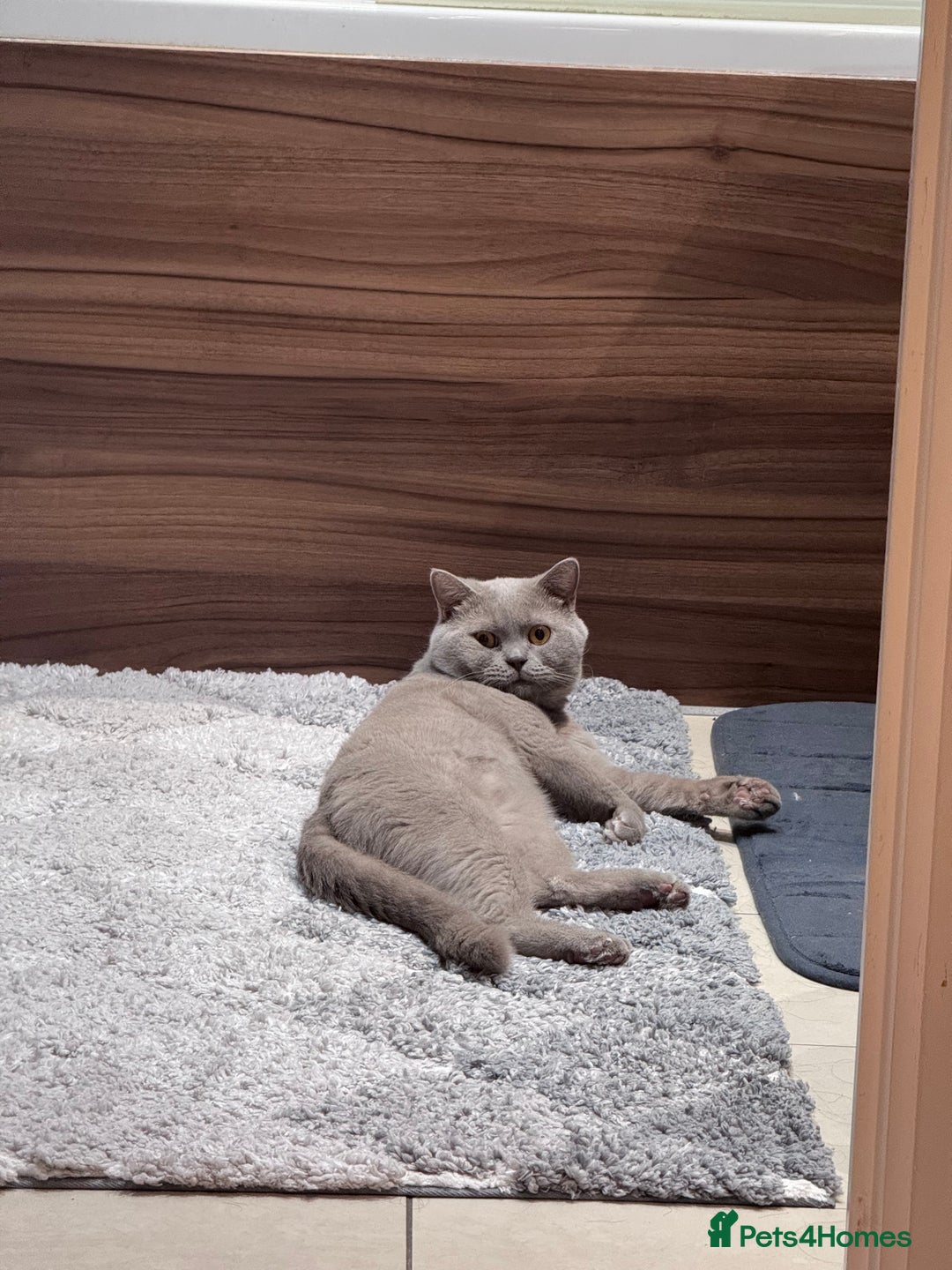 British Shorthair cats for sale: 2 BSH cat for sale - Advert 4