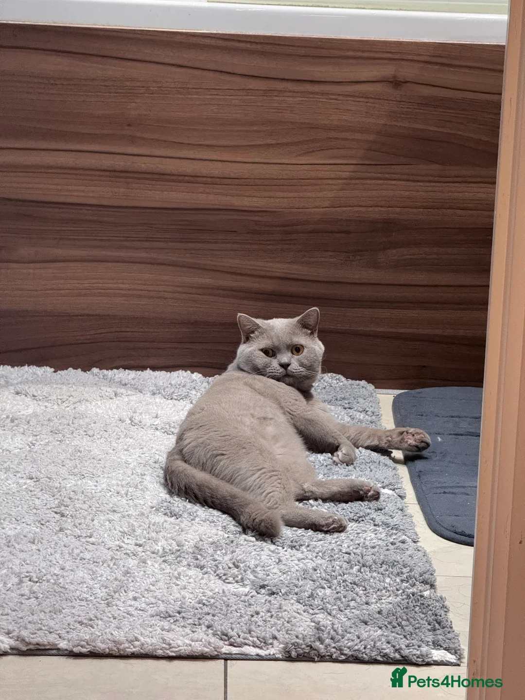British Shorthair cats for sale: 2 BSH cat for sale - Advert 4