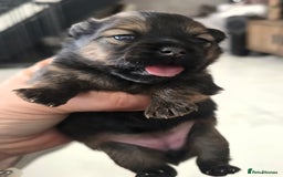 Mixed Breed dogs for sale: Tiny  **  Yorkiepoms - Image 5