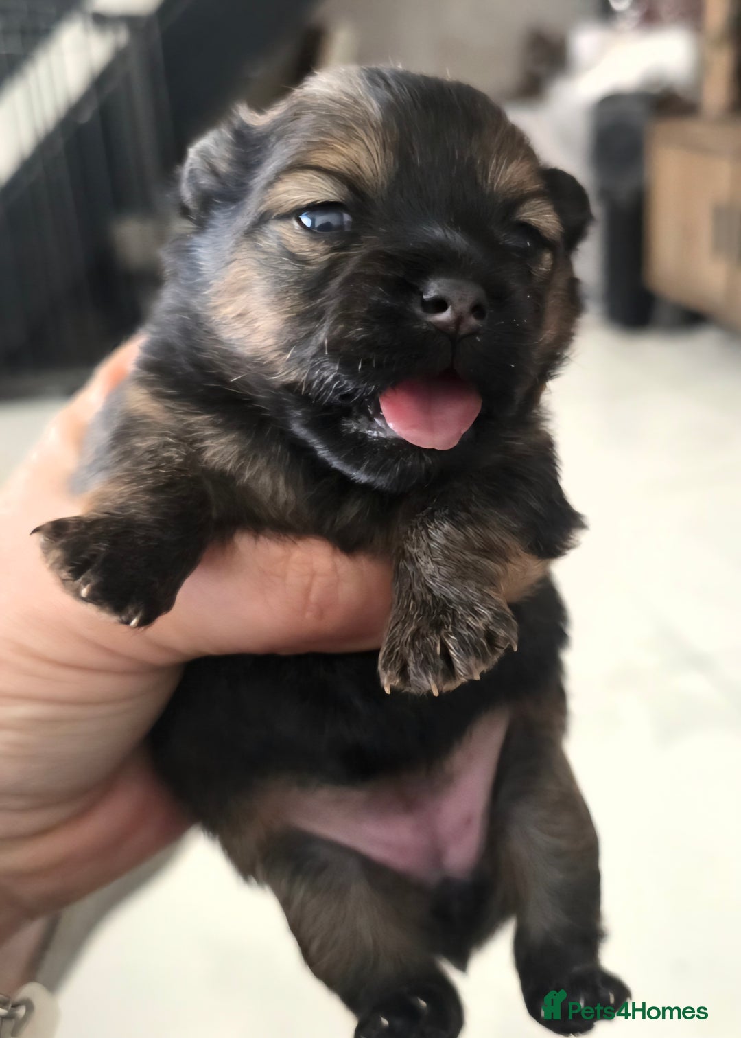 Mixed Breed dogs for sale: Tiny  **  Yorkiepoms - Image 5