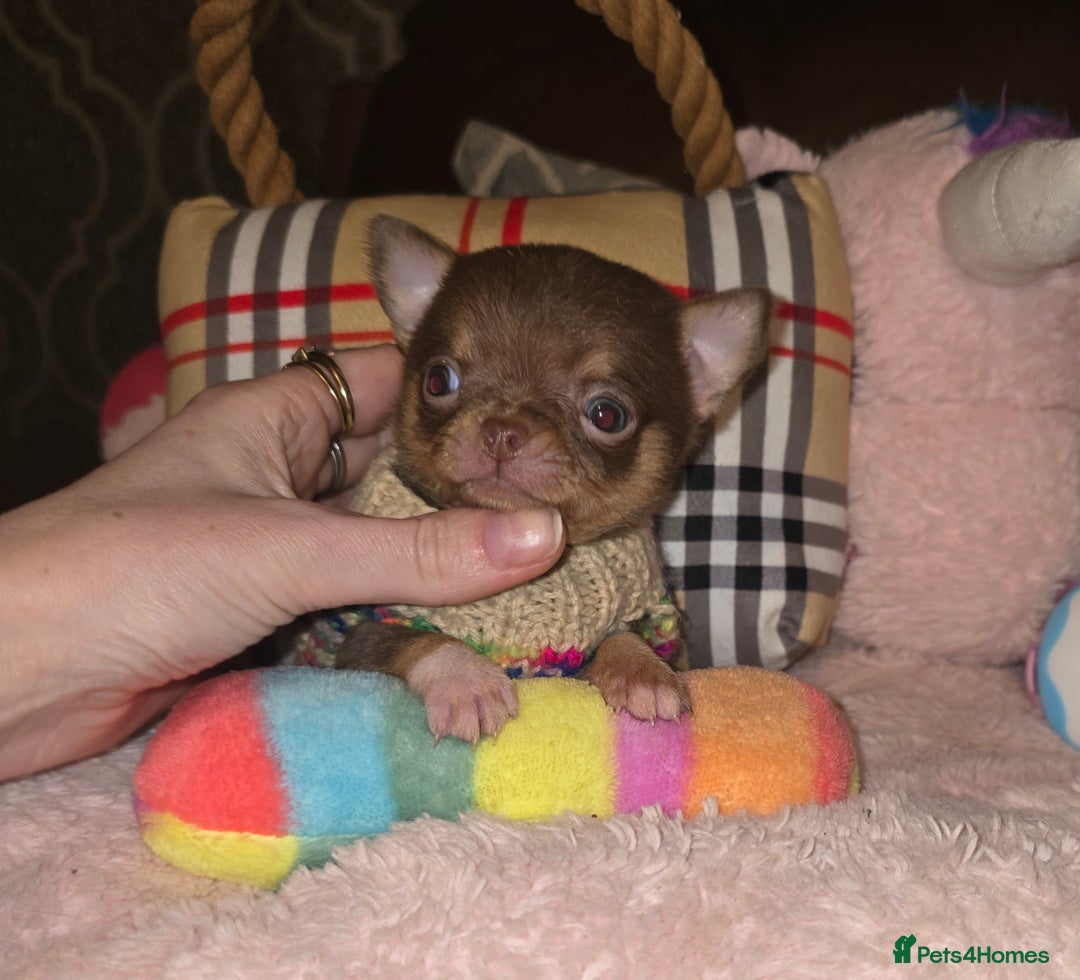 Chihuahua dogs for sale: XxQuality Chihuahua Chocolate Thai breeding pupsXx - Advert 7