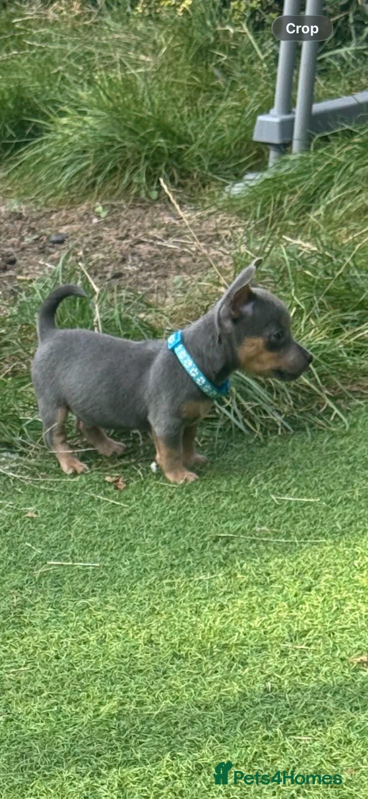 Jack Russell dogs Miniature jack Russel - Advert 1