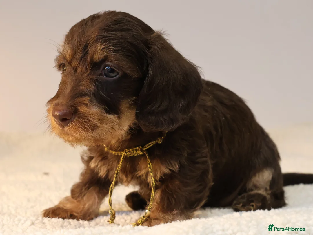 Miniature Dachshund dogs for sale: Choco+Wirehaired+5*Licensed+Kc+Praclear+Vetchecked - Advert 12