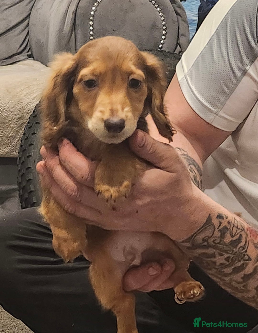 Miniature Dachshund dogs for sale: 3 beautiful miniature dachshunds  - Advert 2