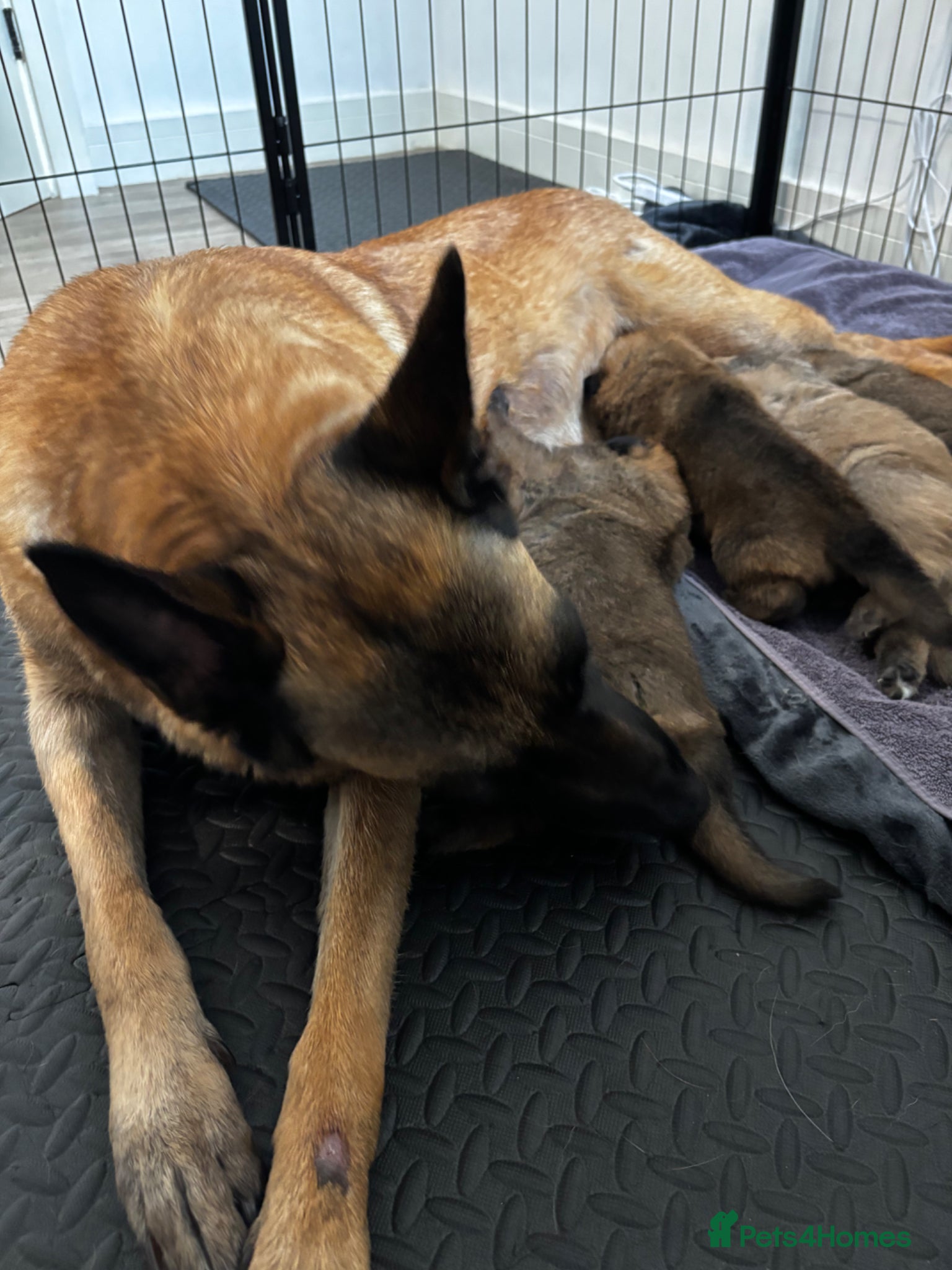 Mixed Breed dogs Malinois x GSD Puppies | Health Checked - Advert 1