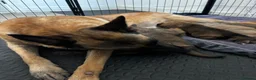 Mixed Breed dogs for sale: Malinois x GSD Puppies | Health Checked in Fleetwood - Advert 6