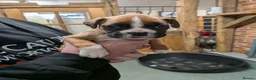 Boxer dogs for sale: KC registered bob tailed girl - Advert 27