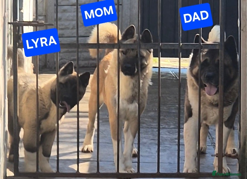 Akita dogs AMERICAN AKITA FEMALE (LAST ONE) - Advert 17