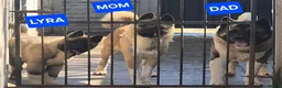 Akita dogs for sale: AMERICAN AKITA FEMALE (LAST ONE) - Advert 1
