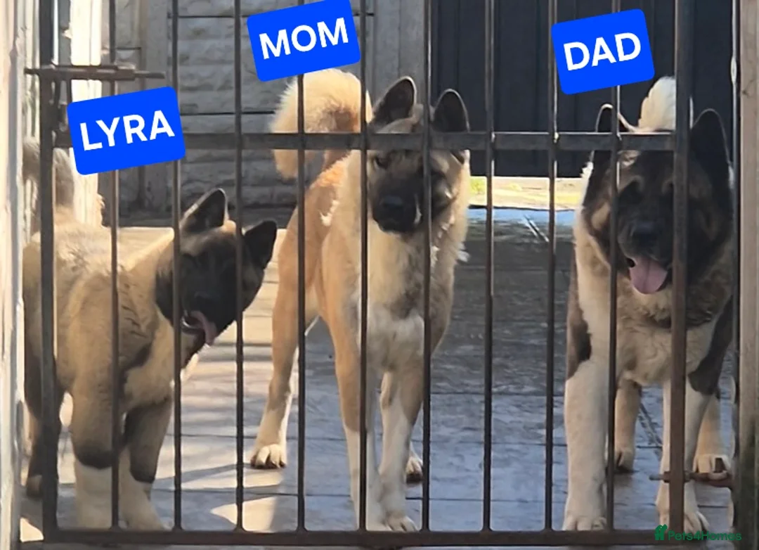 Akita dogs for sale: AMERICAN AKITA FEMALE (LAST ONE) - Advert 1