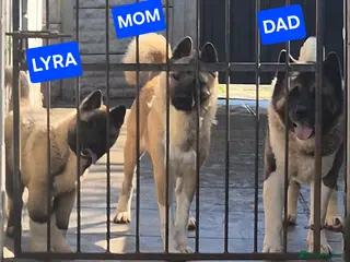 Akita dogs AMERICAN AKITA FEMALE (LAST ONE) - Advert 7