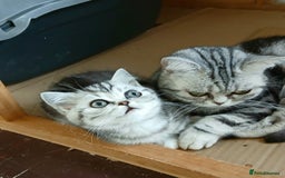 British Shorthair cats for sale: Bsh .Tabby Female as Pet only. - Advert 3