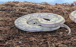 Python Snake reptiles for sale: Multiple royals available  - Image 3