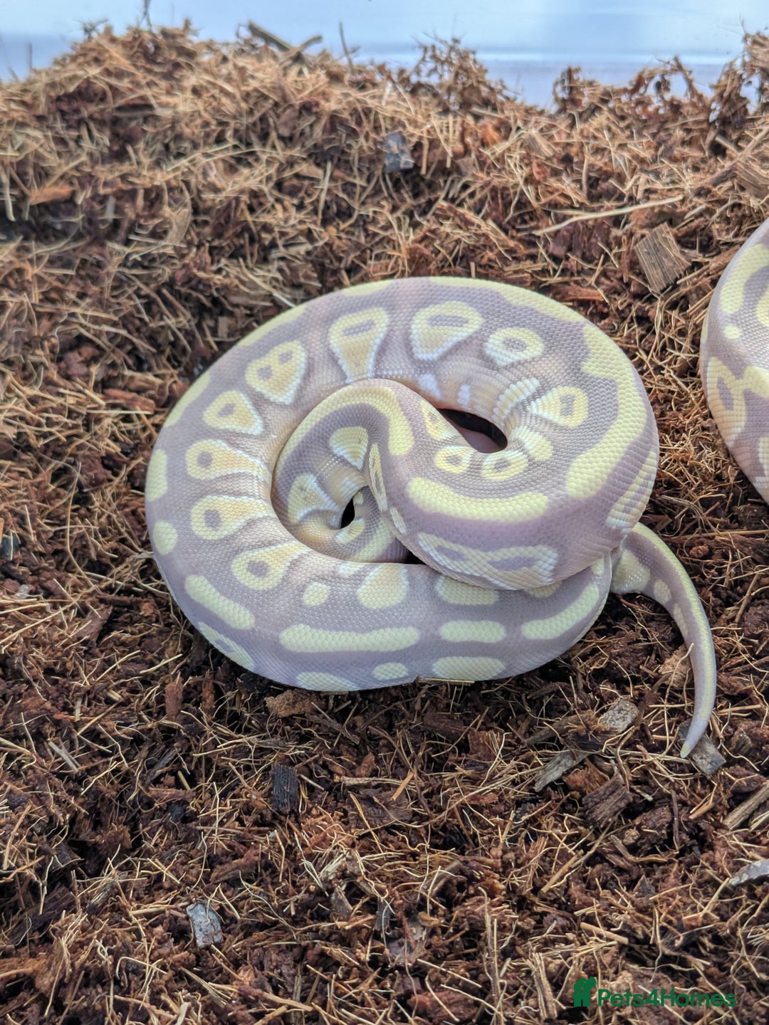 Python Snake reptiles for sale: Multiple royals available  - Image 3